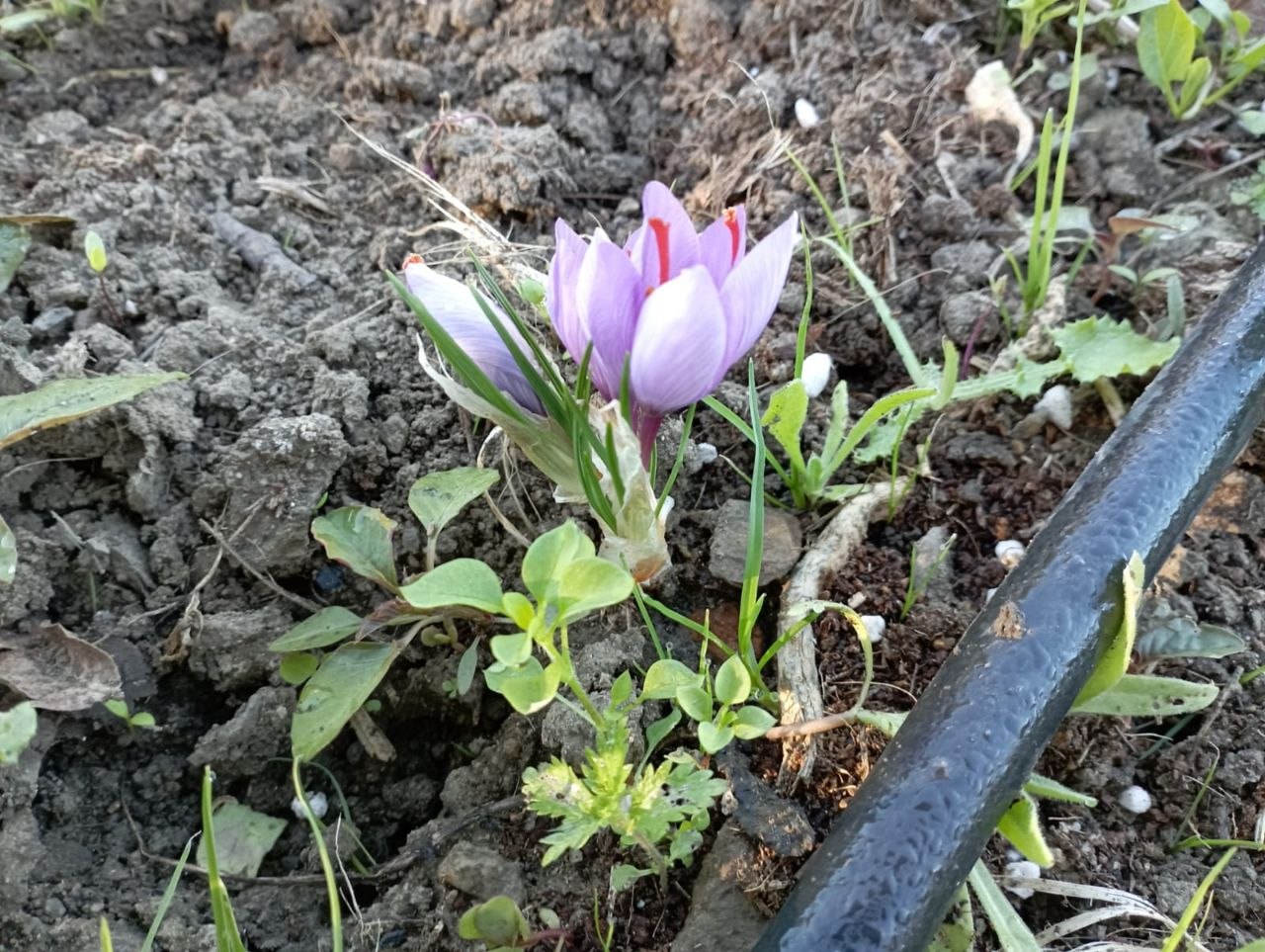 La primera flor de azafrán